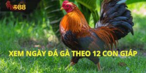 Coi Ngày Đá Gà Hôm Nay Theo 12 Con Giáp – Chọn Thời Điểm Cho Chiến Kê