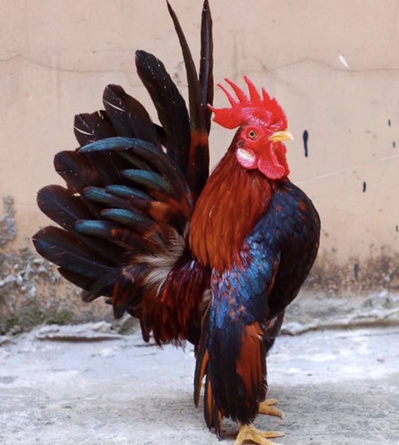 Hướng Dẫn Cách Nuôi Gà Tre Mã Lai Hiệu Quả Cho Newbie 3 Huấn luyện gà tre Mã Lai thành chiến kê thực thụ