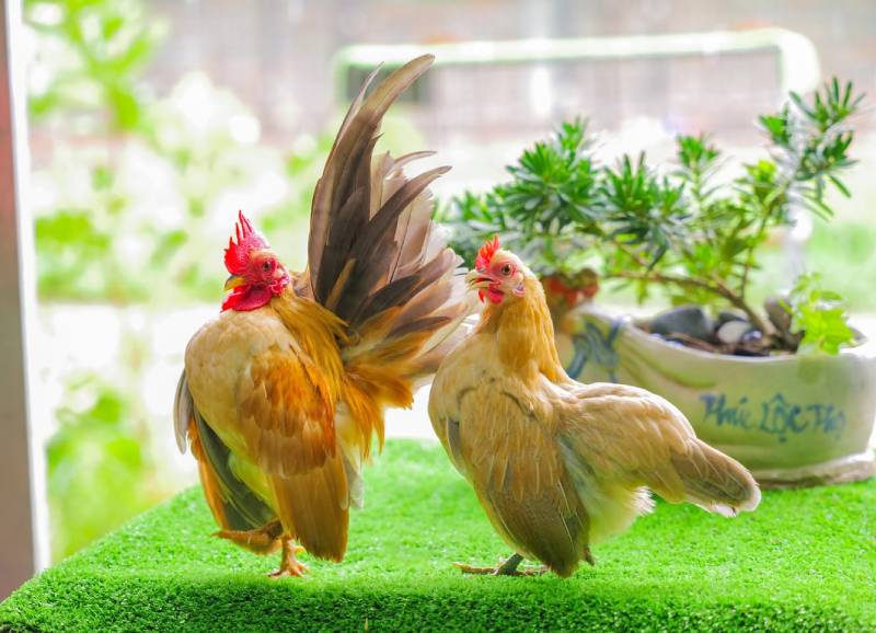 Hướng Dẫn Cách Nuôi Gà Tre Mã Lai Hiệu Quả Cho Newbie