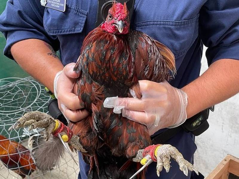 Kinh Kê Gà Chọi, Kinh Kê Diễn Nghĩa – Bí Quyết Đọc Tướng Gà 4 Kinh kê trong thực tế chọn và nuôi gà chọi