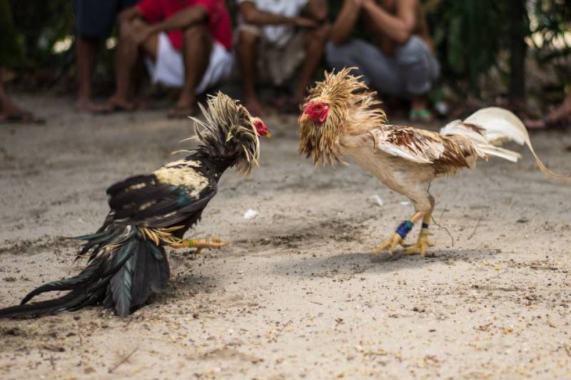 Kinh nghiệm chọn và nuôi gà đá hay