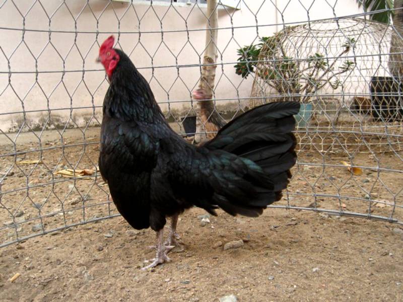 Hướng Dẫn Cách Nuôi Gà Tre Mã Lai Hiệu Quả Cho Newbie 2 Làm chuồng trại và tạo môi trường sống phù hợp