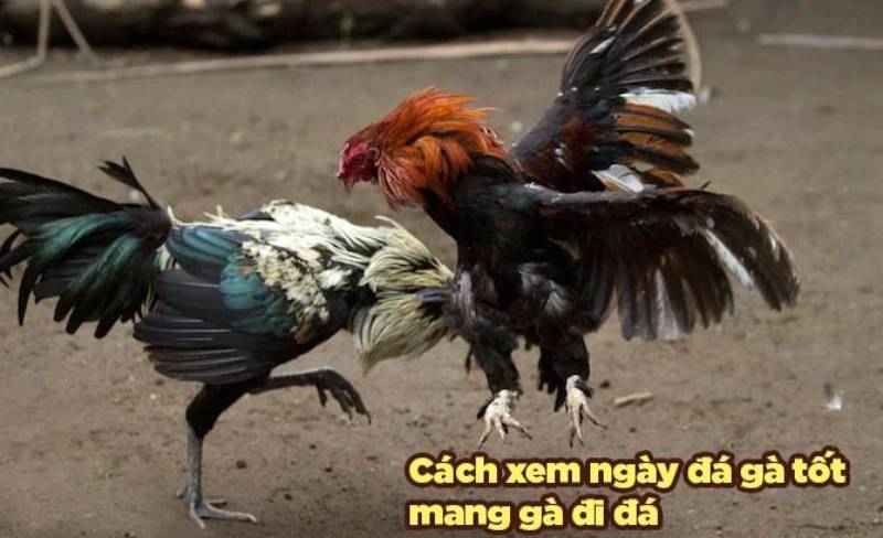 Lưu ý và cảnh báo từ “hố” sư kê