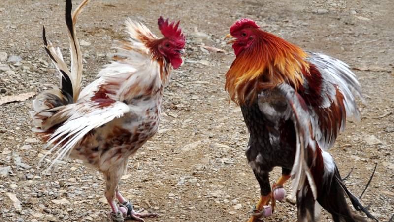 Kinh Kê Gà Chọi, Kinh Kê Diễn Nghĩa – Bí Quyết Đọc Tướng Gà 3 Tinh hoa tướng gà trong Kinh kê – nhìn hình đoán vận